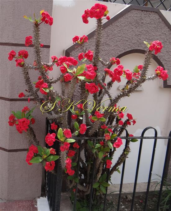  Plant
